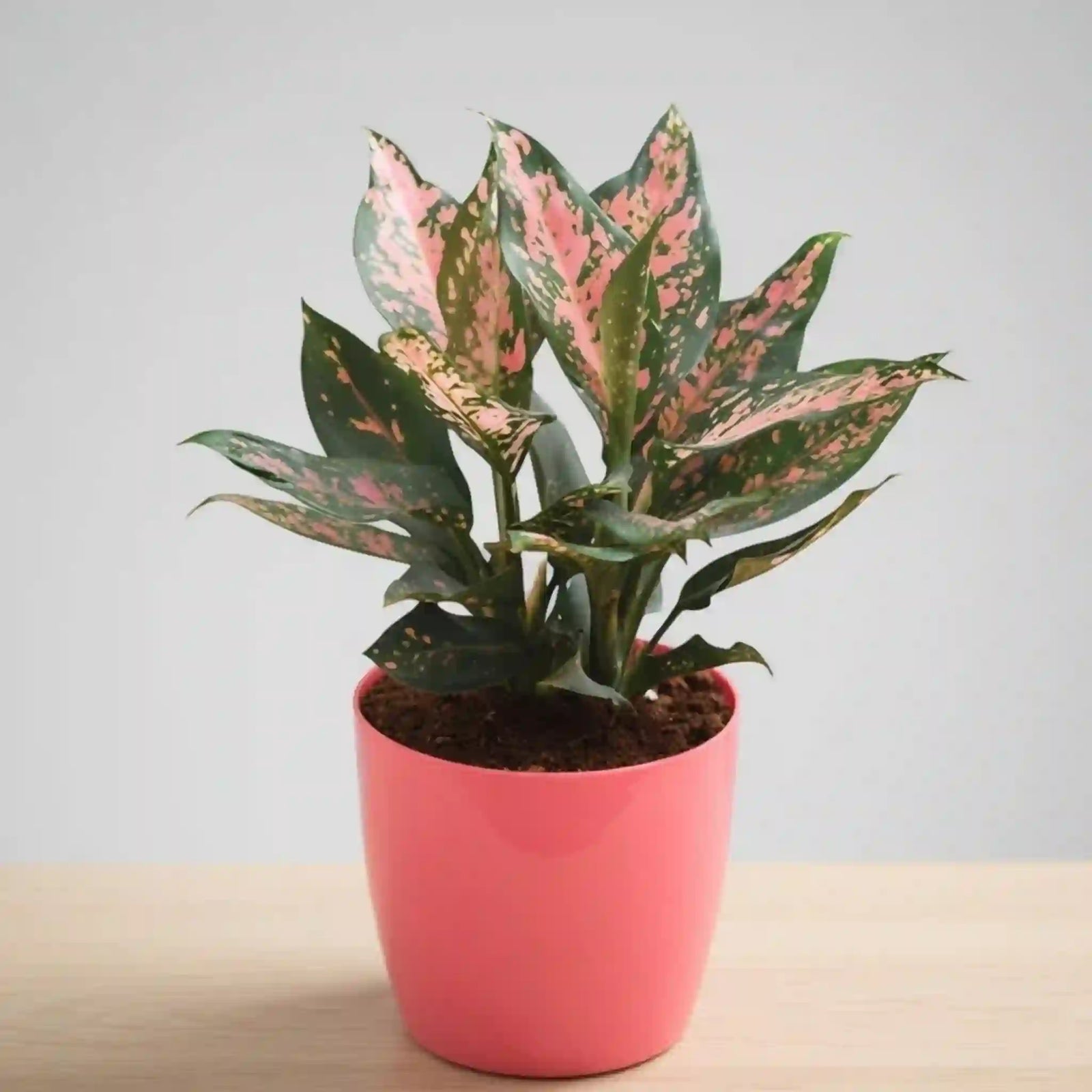 Beautiful Aglaonema