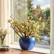 Fortune Jade Plant