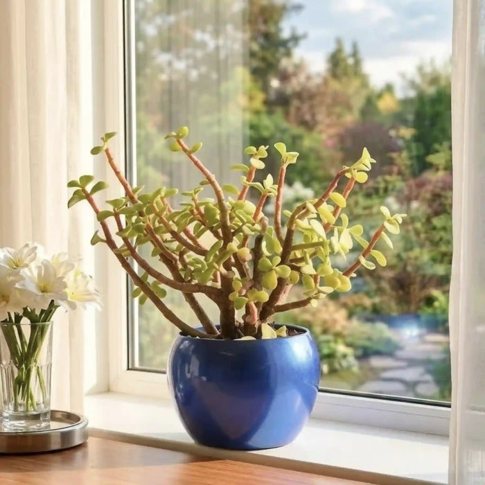 Fortune Jade Plant