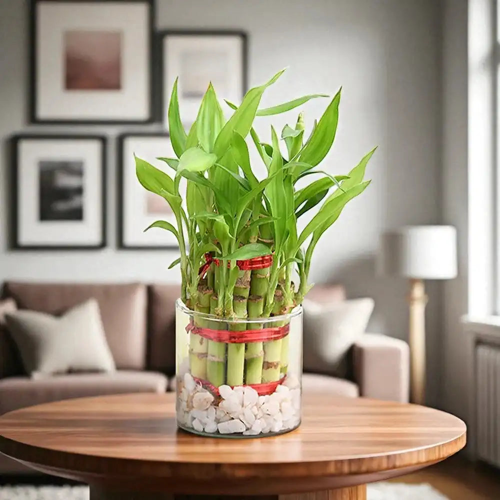 Indoor Lucky Bamboo Plant for Home or Office Decor
