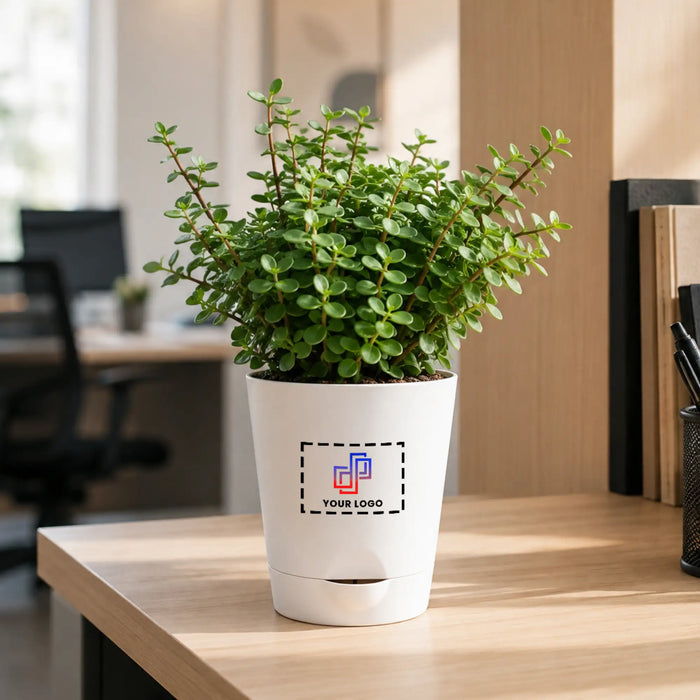 Jade Plant with Customised Pot