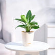 Peace Lily Plant With Self Watering Pot