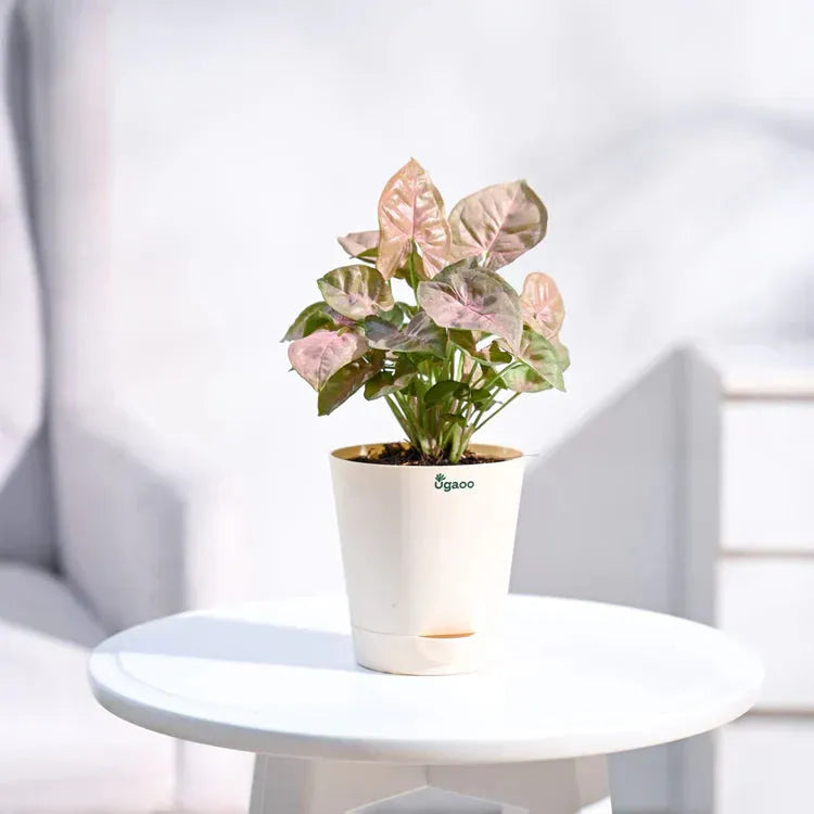 Potted plant with pink and green leaves 