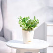 Money Plant N Joy With Krish Self Watering Pot