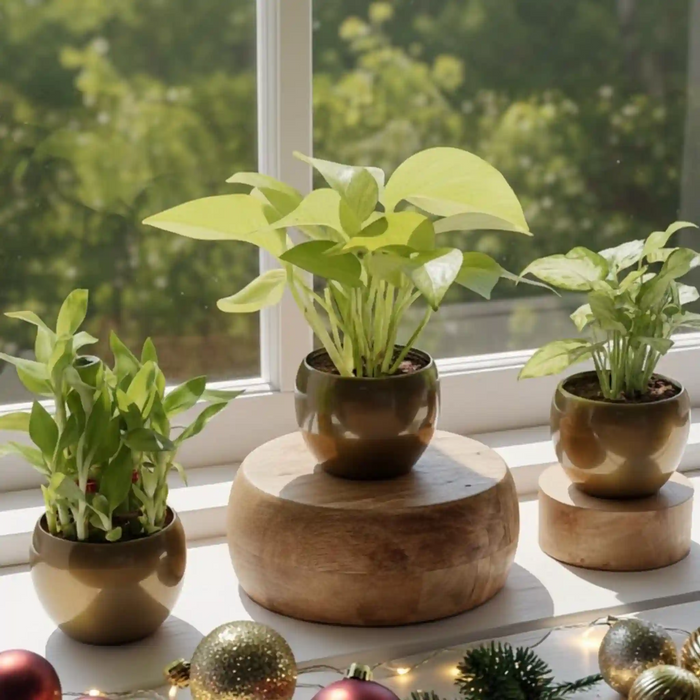 Lucky Thoughts Plants Trio