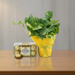 Money Plant Ensemble with Ferrero Rocher