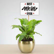 Pleasing Peace Lily Plant For Mom