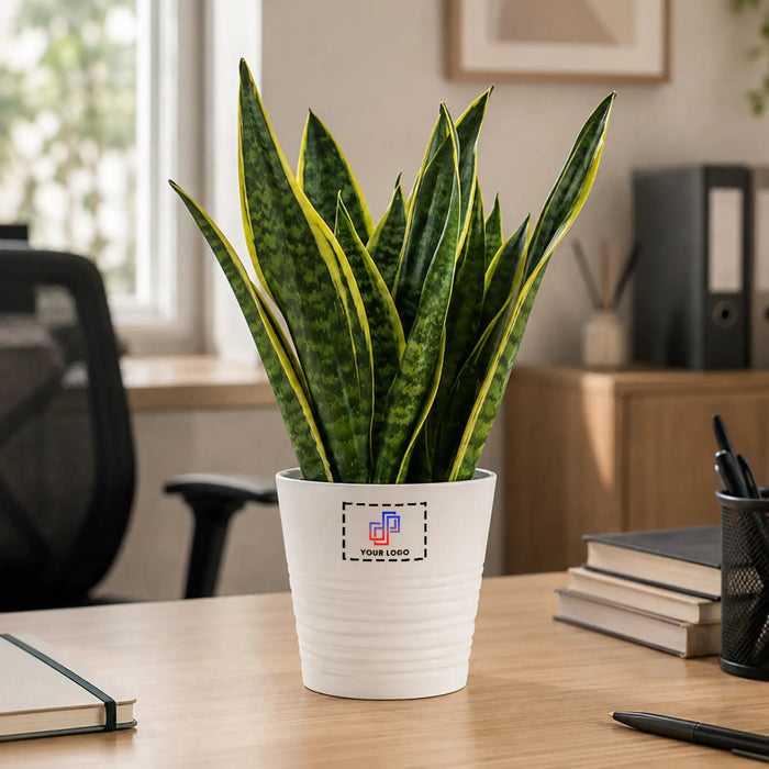 Snake Plant with Customised Pot